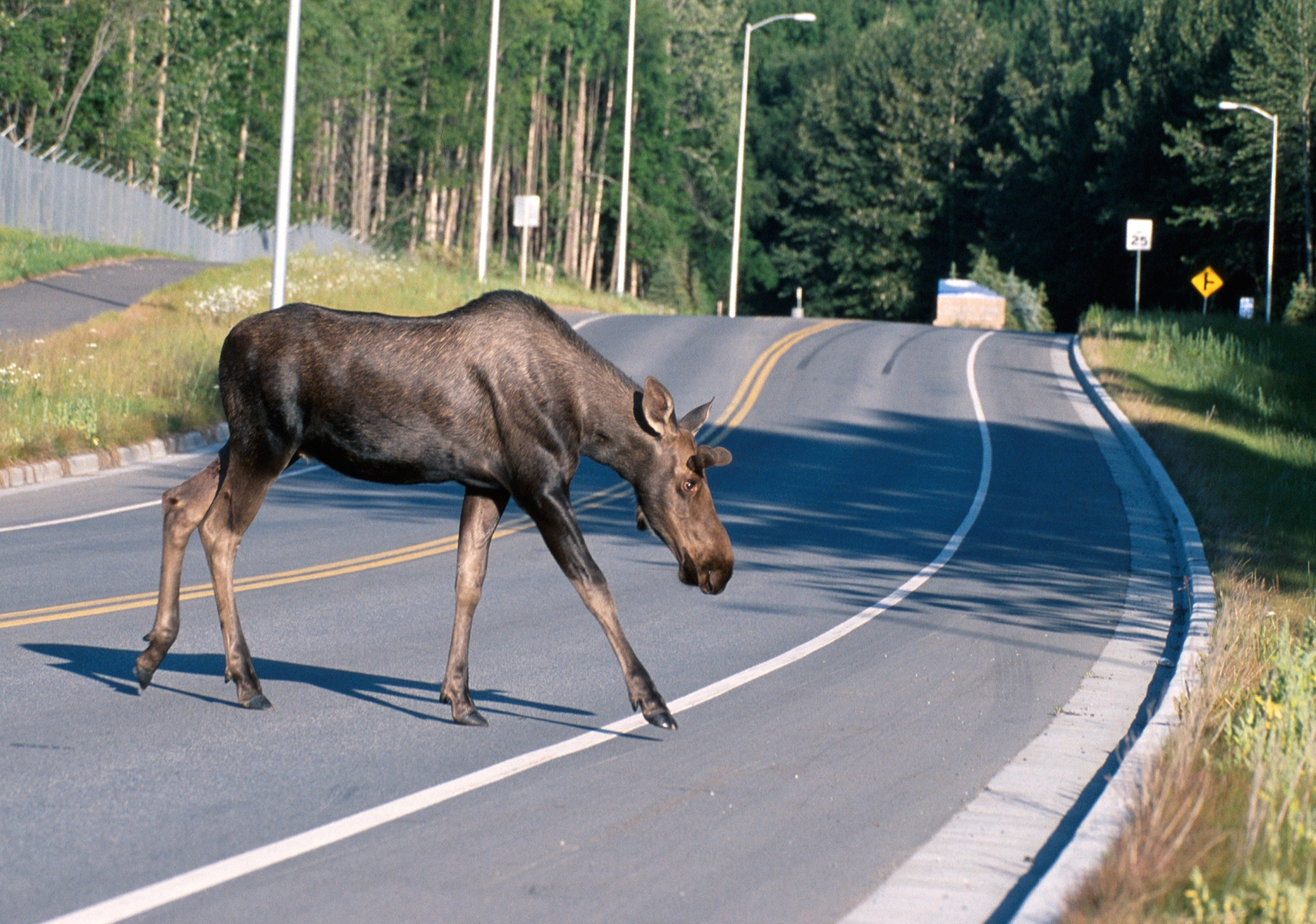 Moose_crossing_a_road