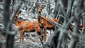 110325023731_deer_generic_640
