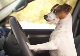 driving-dog