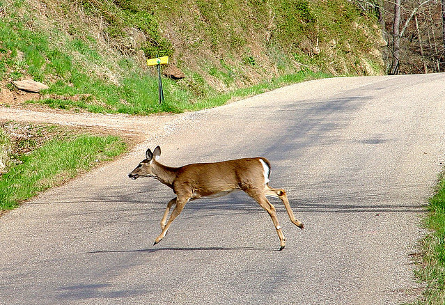 deer crossing new