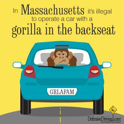 gorillalaw