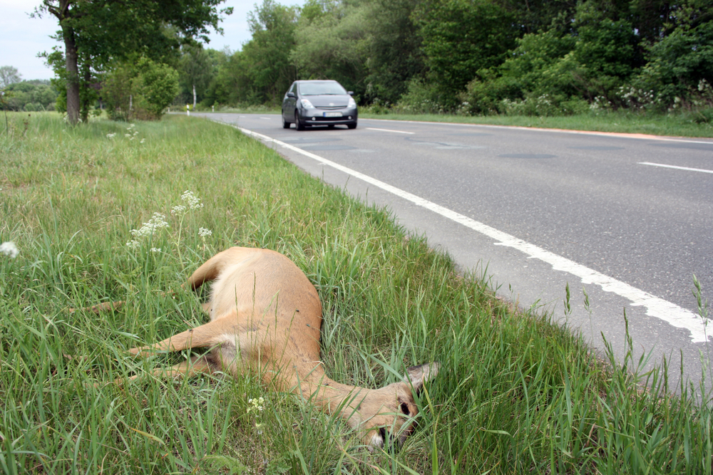 deer hit by car